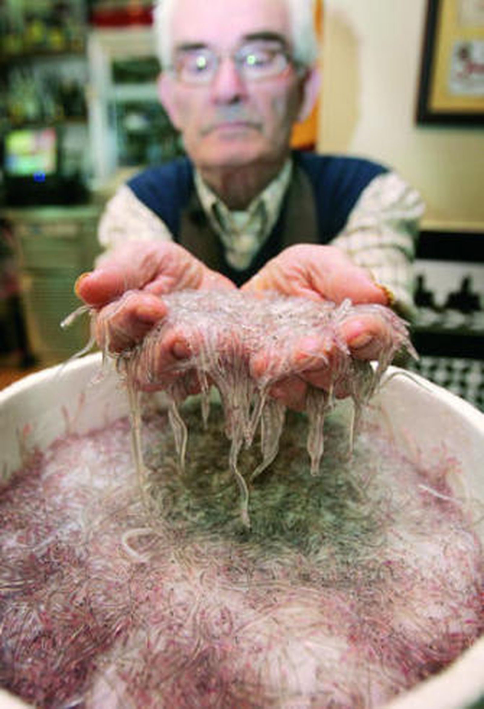 El Litri muestra angulas vivas en su restaurante de Trebujena.