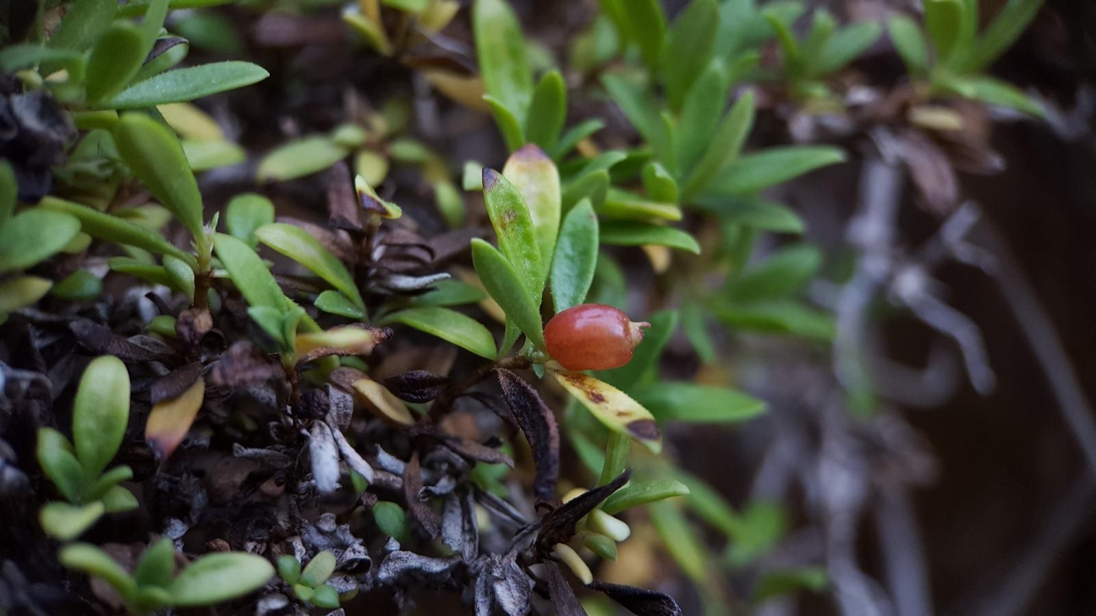 Descubierta en San Roque una población de la planta 'Plocama brevifolia', la primera aparición en Europa.
