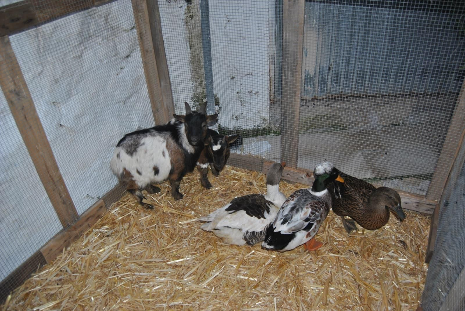 Así ha sido la inauguración del Belén Viviente de Ibros.