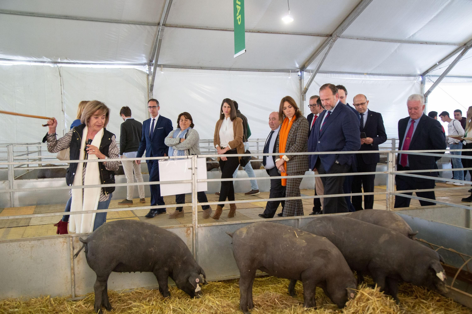 Un recorrido en fotografías por la Feria Agroganadera de Los Pedroches