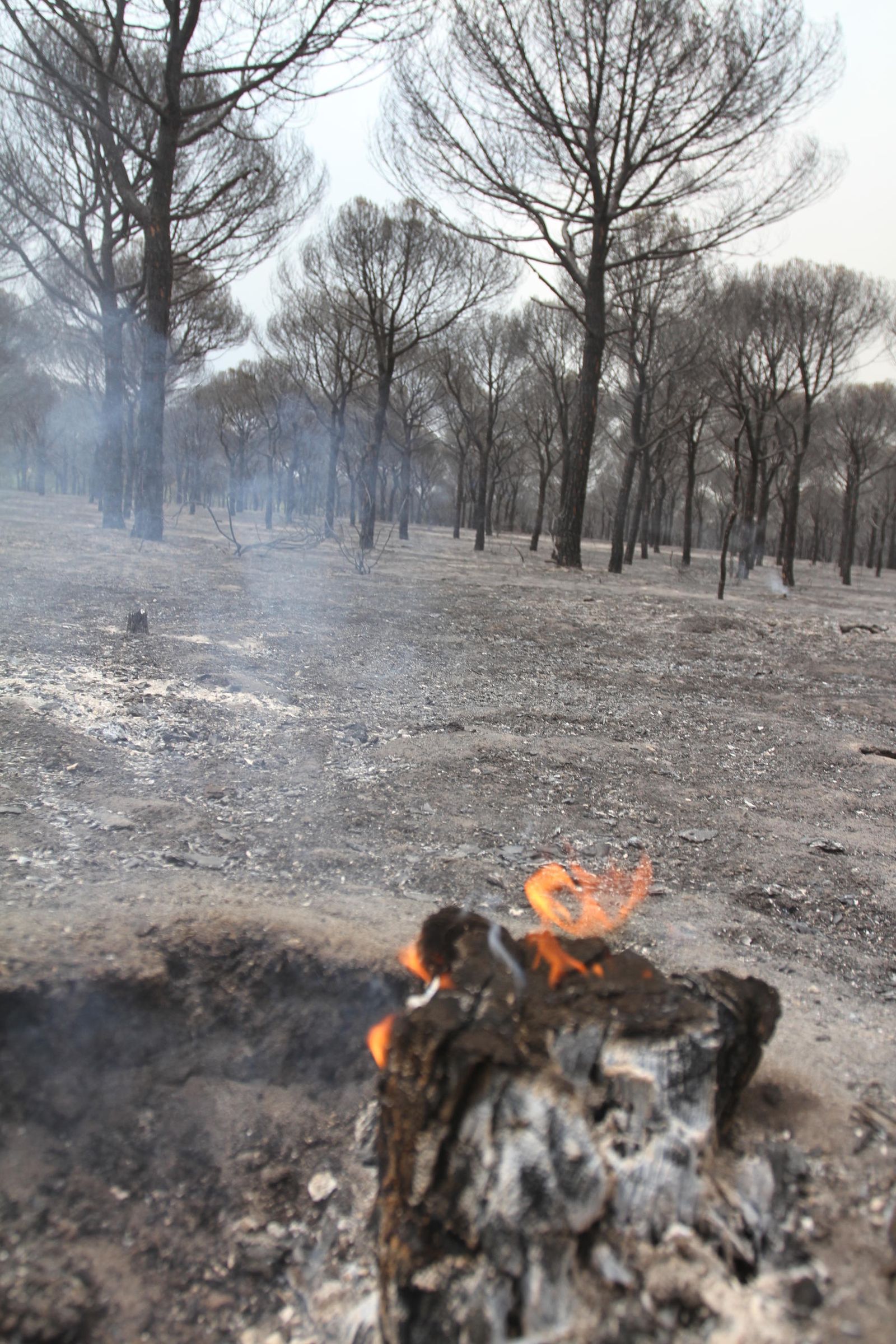 Las imágenes del incendio en Moguer y Mazagón