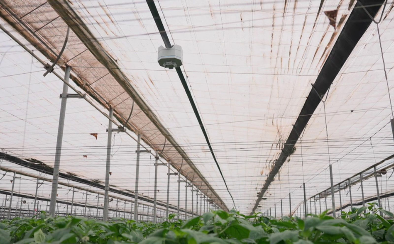 La empresa almeriense Grodi ha cerrado una inversión de 2,5 millones de euros.