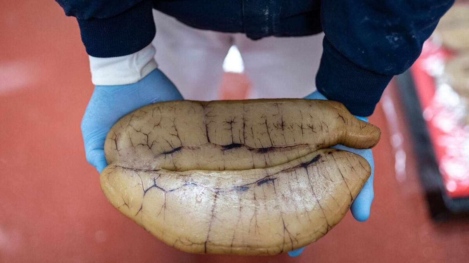 Hueva de maruca. Posteriormente adquirirá el característico color rojo