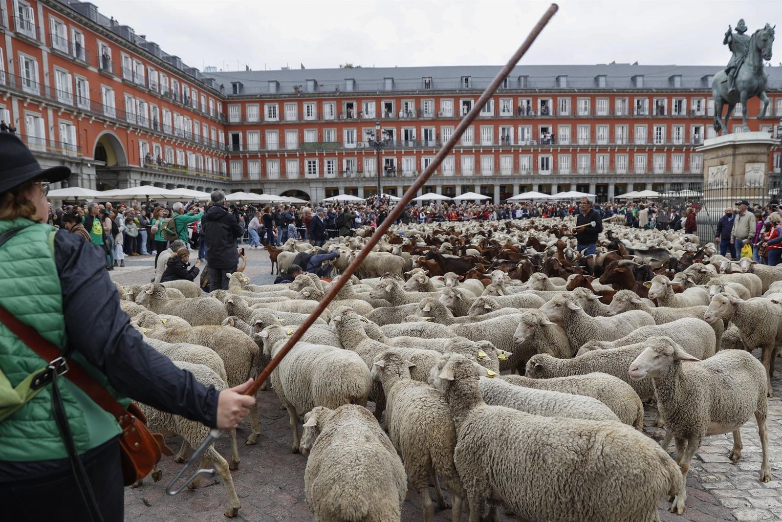 El centro de Madrid se llena de ovejas, cabras y pastores para celebrar la XXIX Fiesta de la Trashumancia