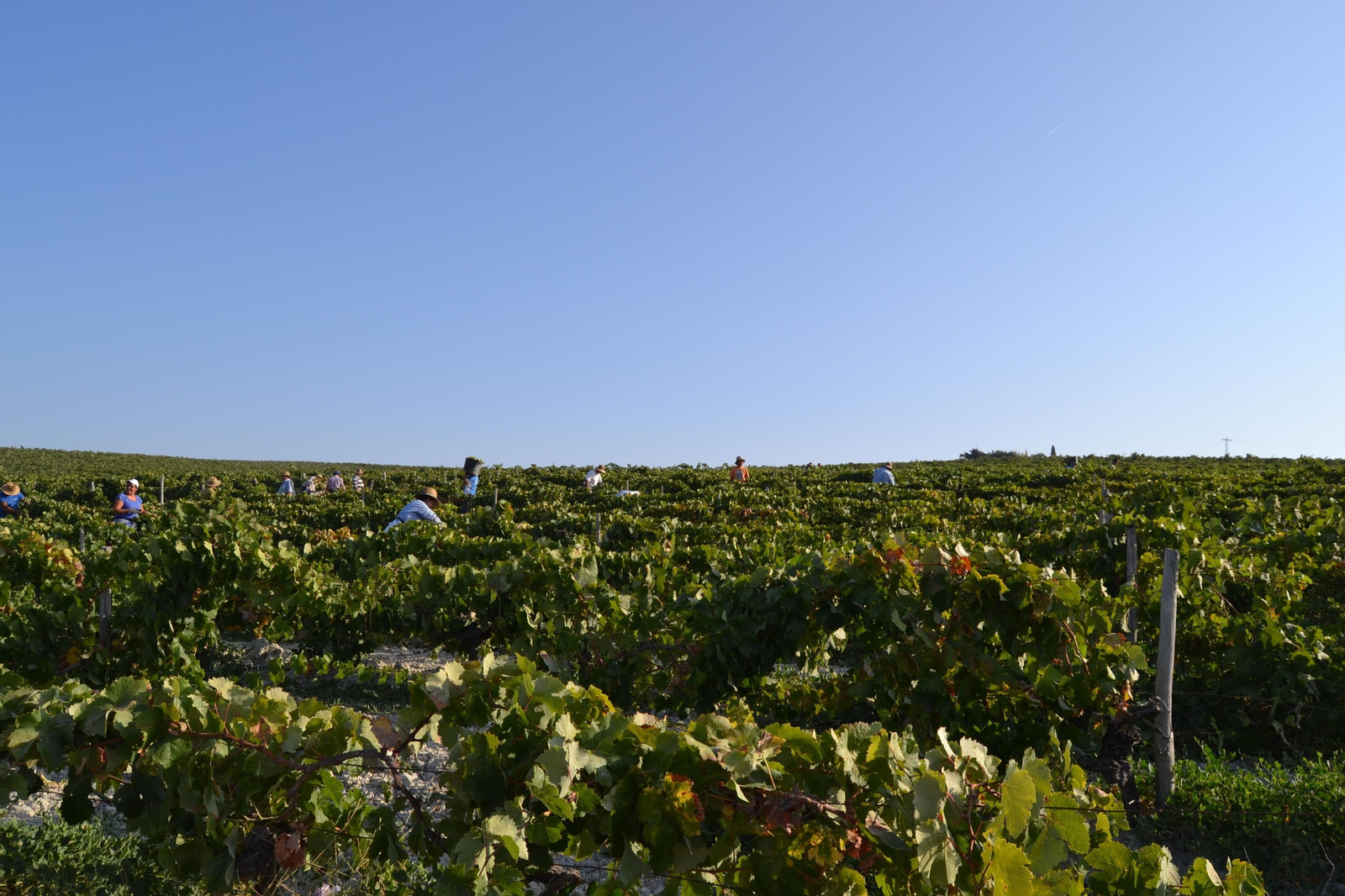 Vista del pago de Macharnudo en plena vendimia manual.
