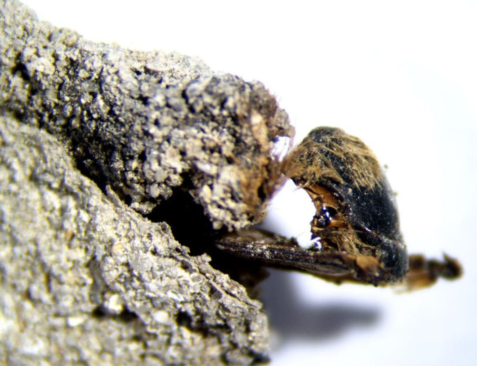 Abejas momificadas dentro de su nido de crianza.