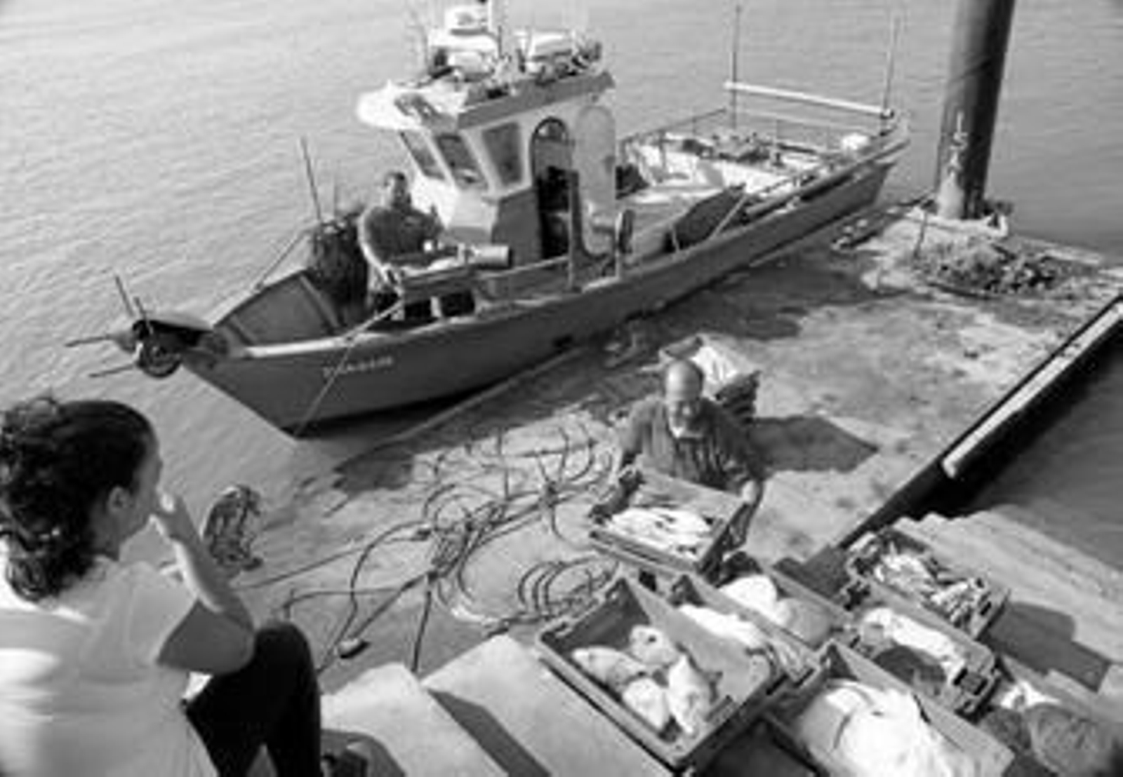 Un barco pesquero descarga su pesca en el puerto de El Rompido tras sortear las decenas de amarres ubicados en la ría.