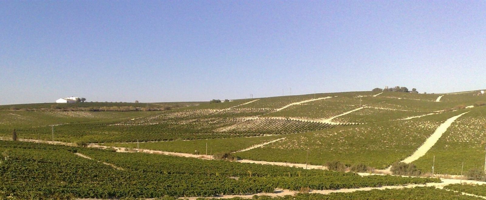 Imagen de viñedos del pago de Macharnudo que puede verse alterada por la instalación del parque eólico de El Barroso.