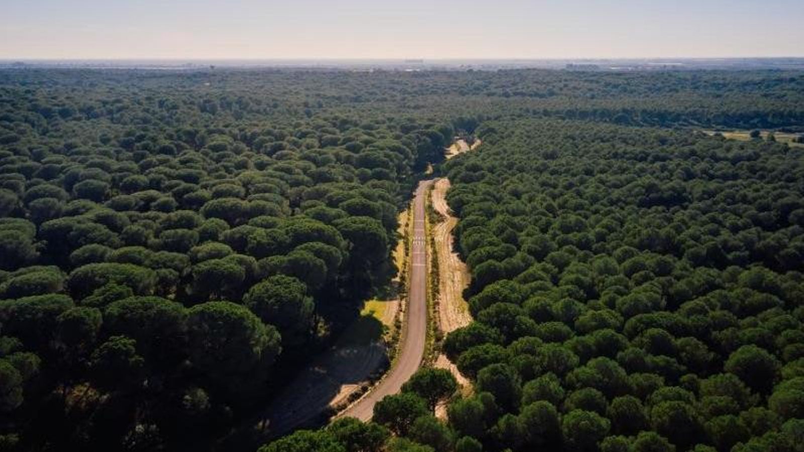 Pinares de Aznalcázar