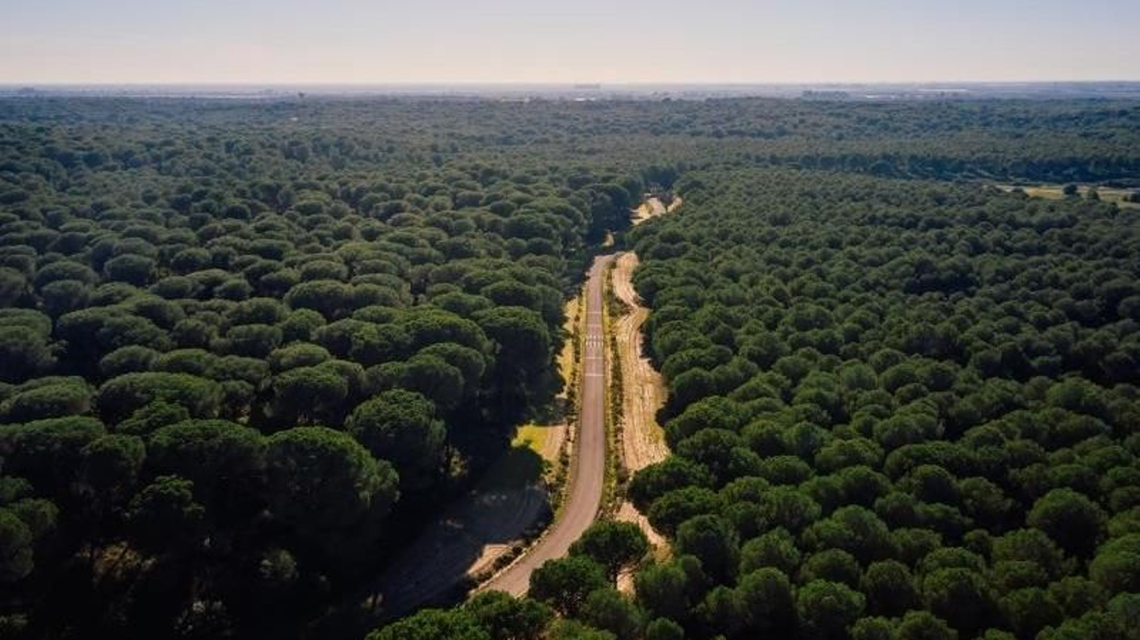 Pinares de Aznalcázar
