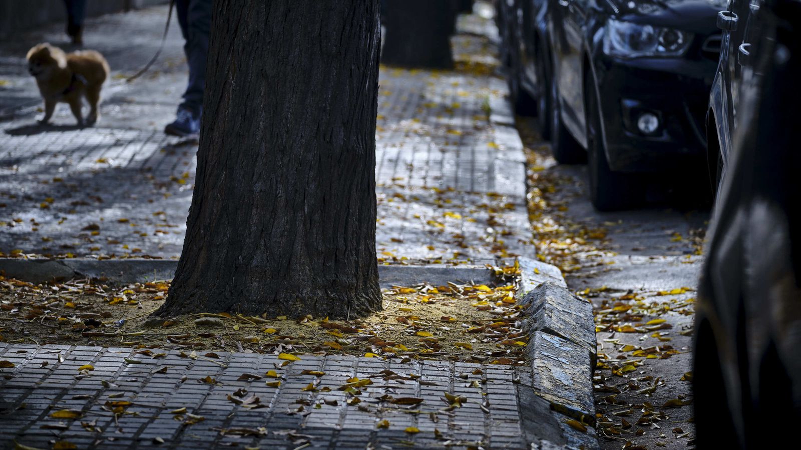 Bordillo desplazado por raices frente al solar de la antigua Sudelegación del Gobierno