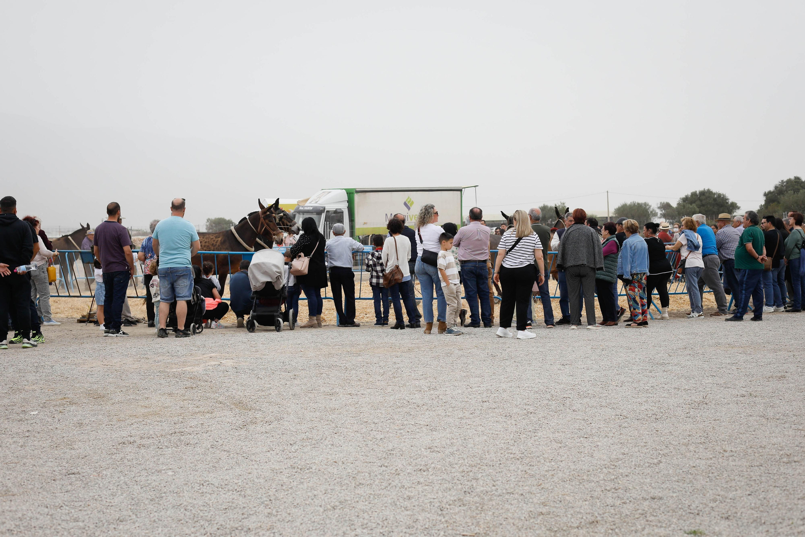 Galería de la Feria  de ganado en Tarambana