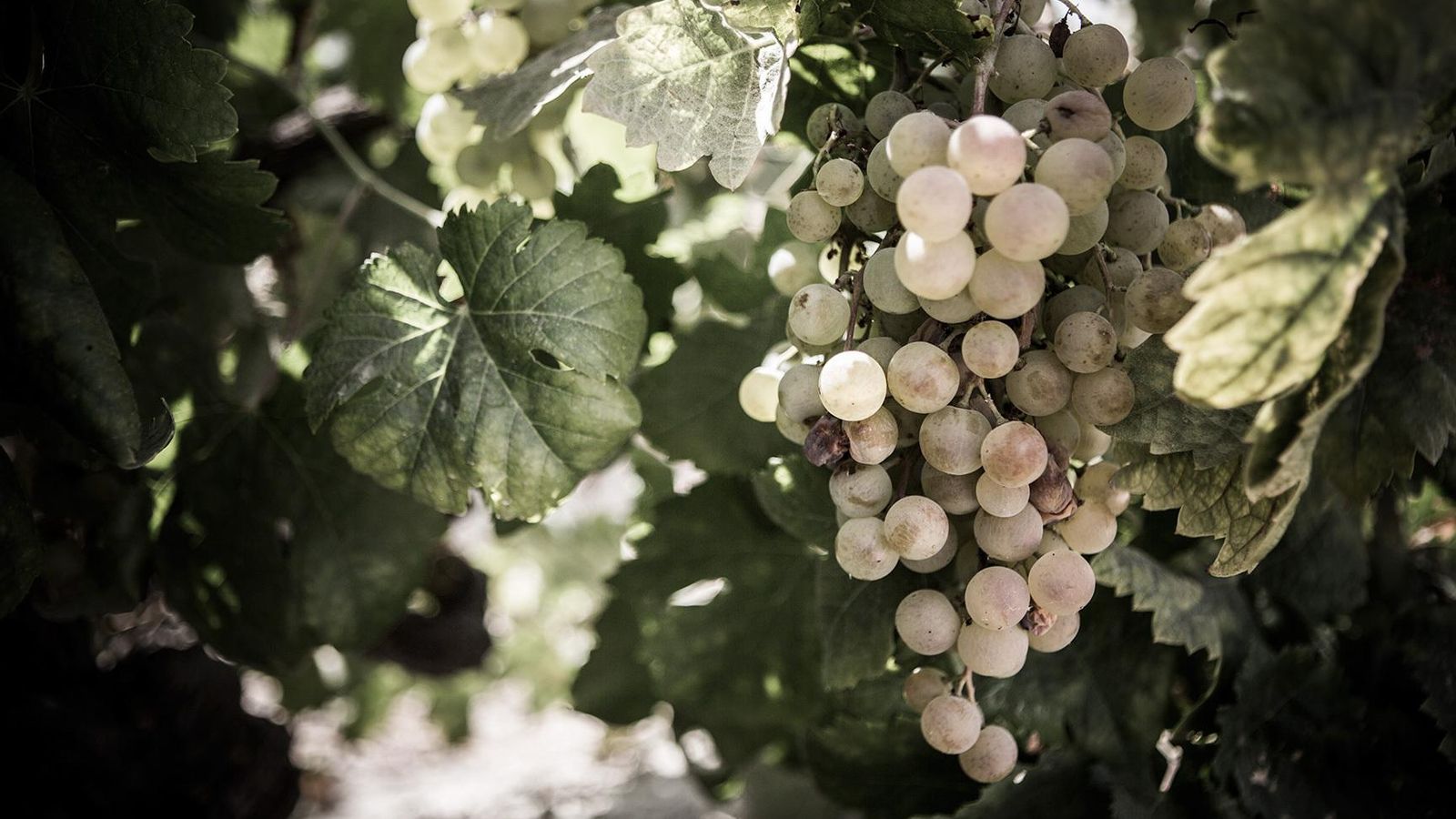 Uva Pedro Ximénez en el viñedo.