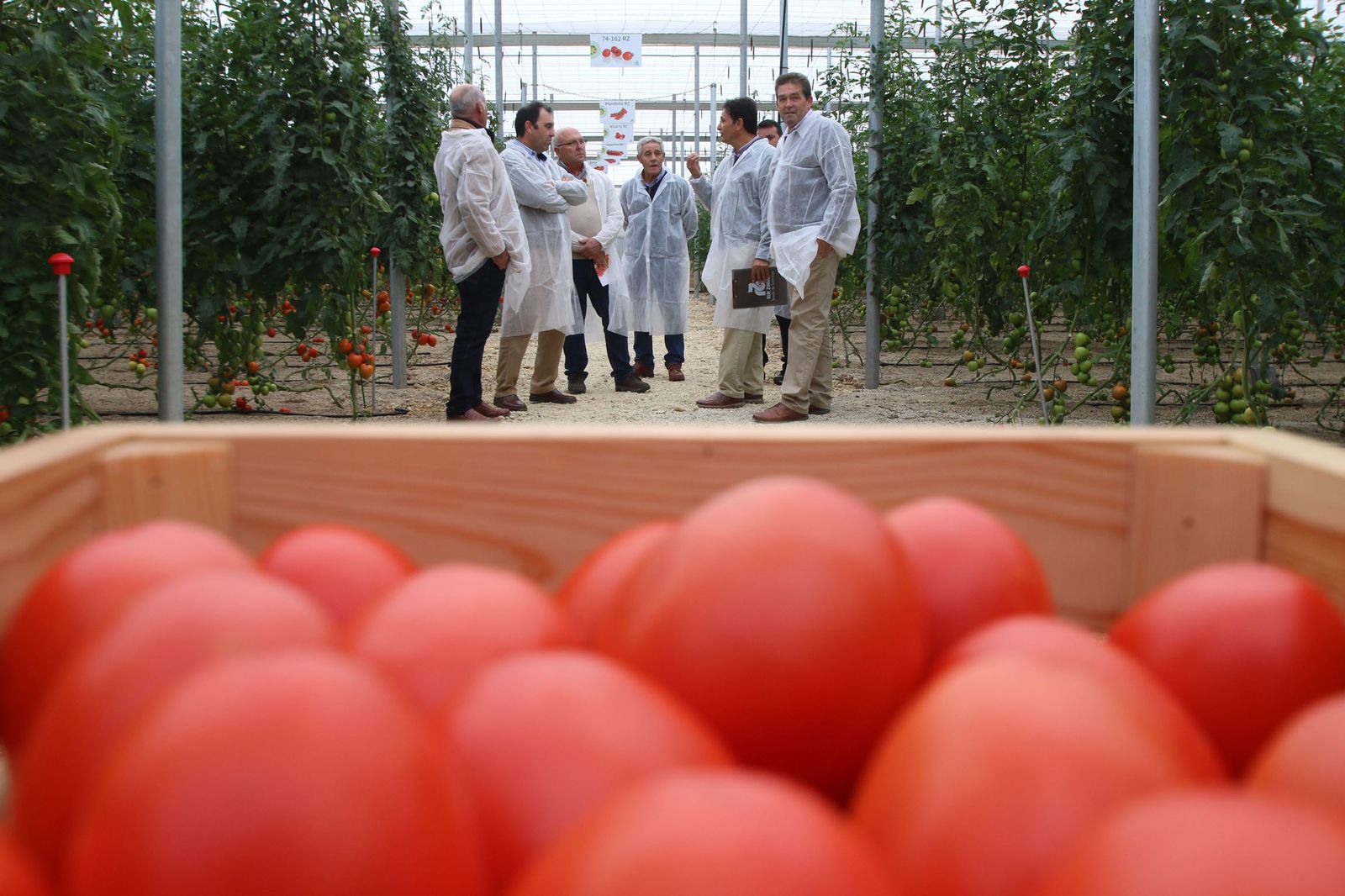 Uno de los invernaderos de Rijk Zwaan