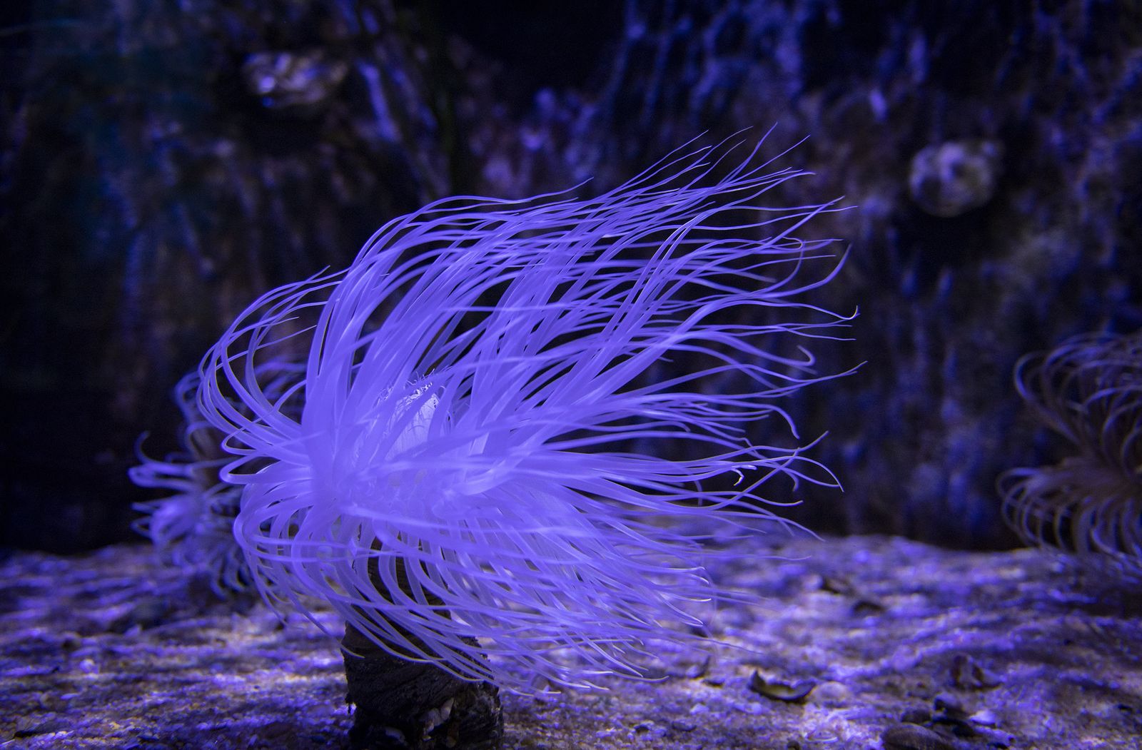 La reapertura del acuario de Sevilla, en imágenes