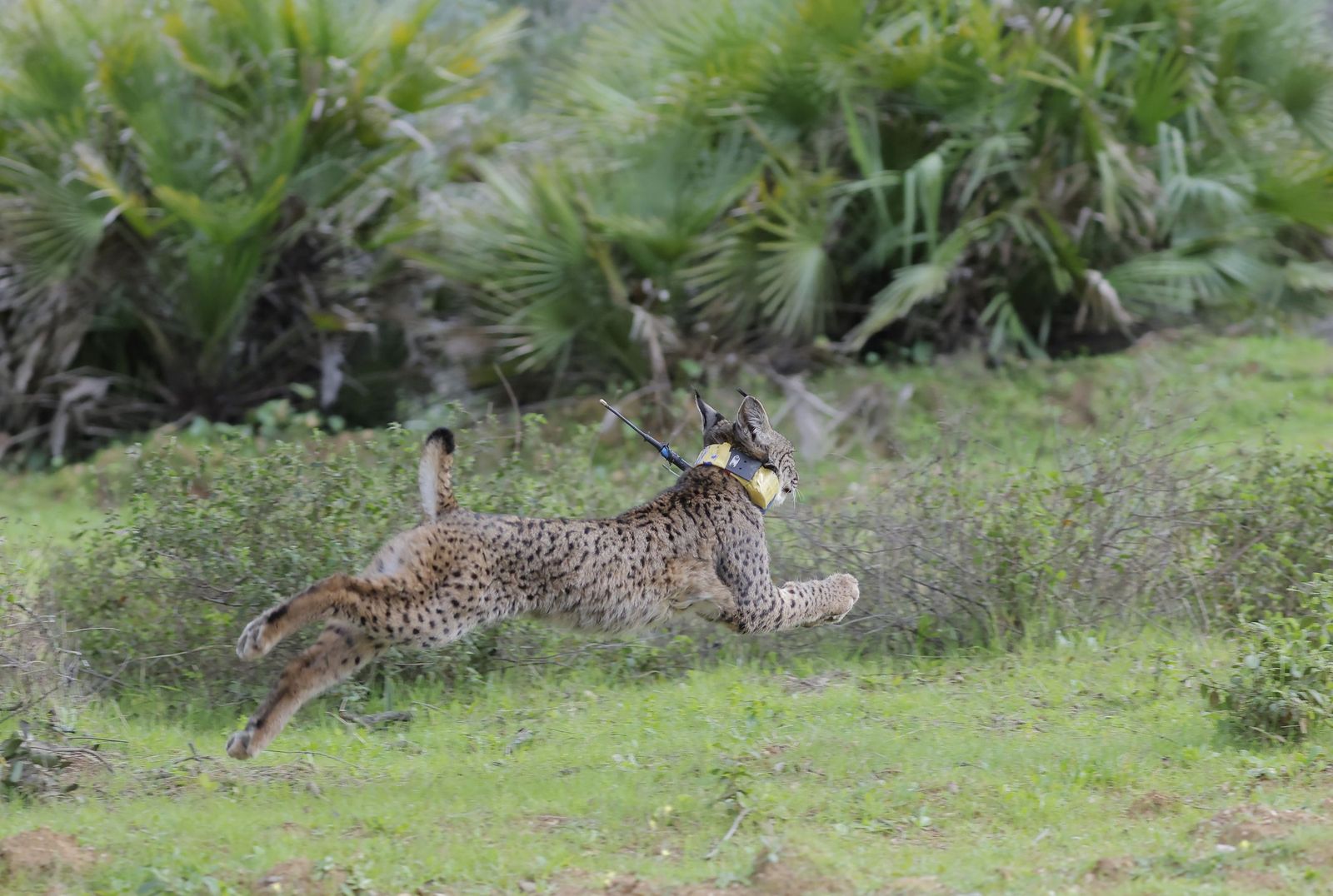 Wando y Wadala liberados en Lora del Rio
