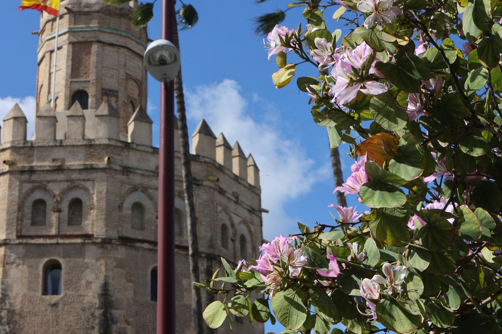 Comienzo de la primavera en Sevilla