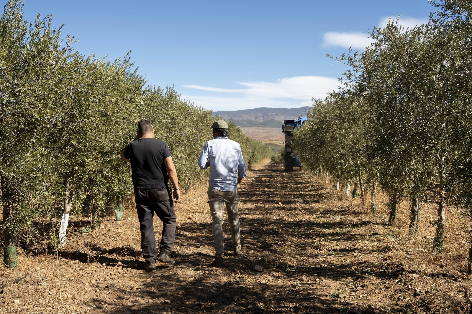Las imágenes de la campaña recogida de acetuna en Fiñana