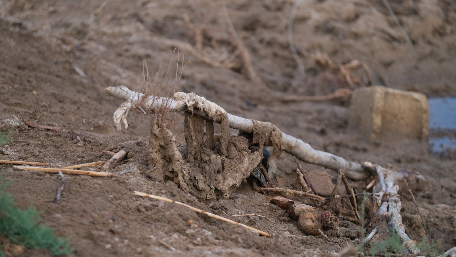 Restauración paisajística de la Rambla Morales, Cabo de Gata. Almería