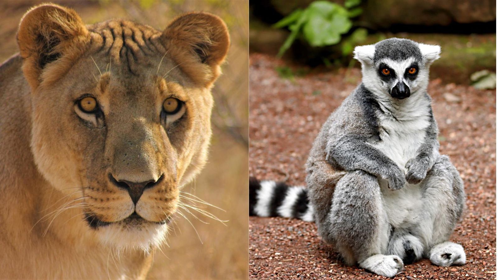 Animales matriarcales en el mundo salvaje