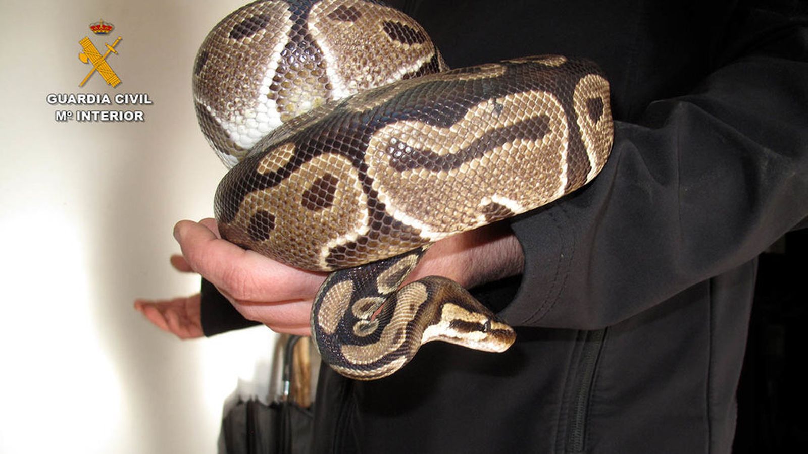 Imagen de la Pitón real