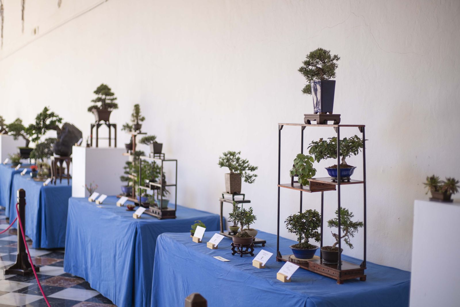 La Exposición de Bonsái de Primavera de Córdoba, en fotografías