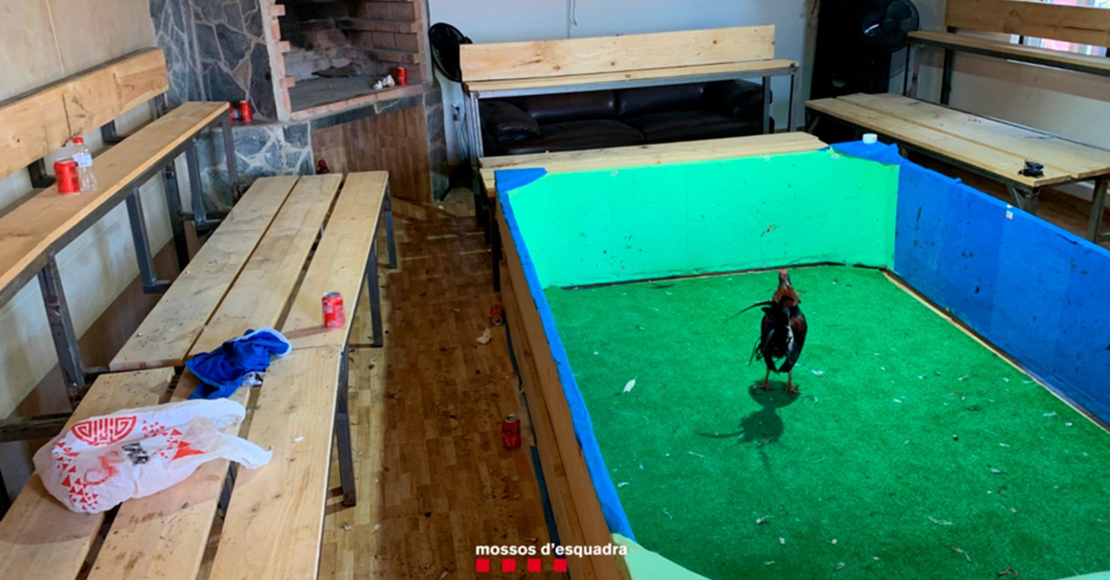 Tres detenidos y 54 denunciados por peleas ilegales de gallos en Reus