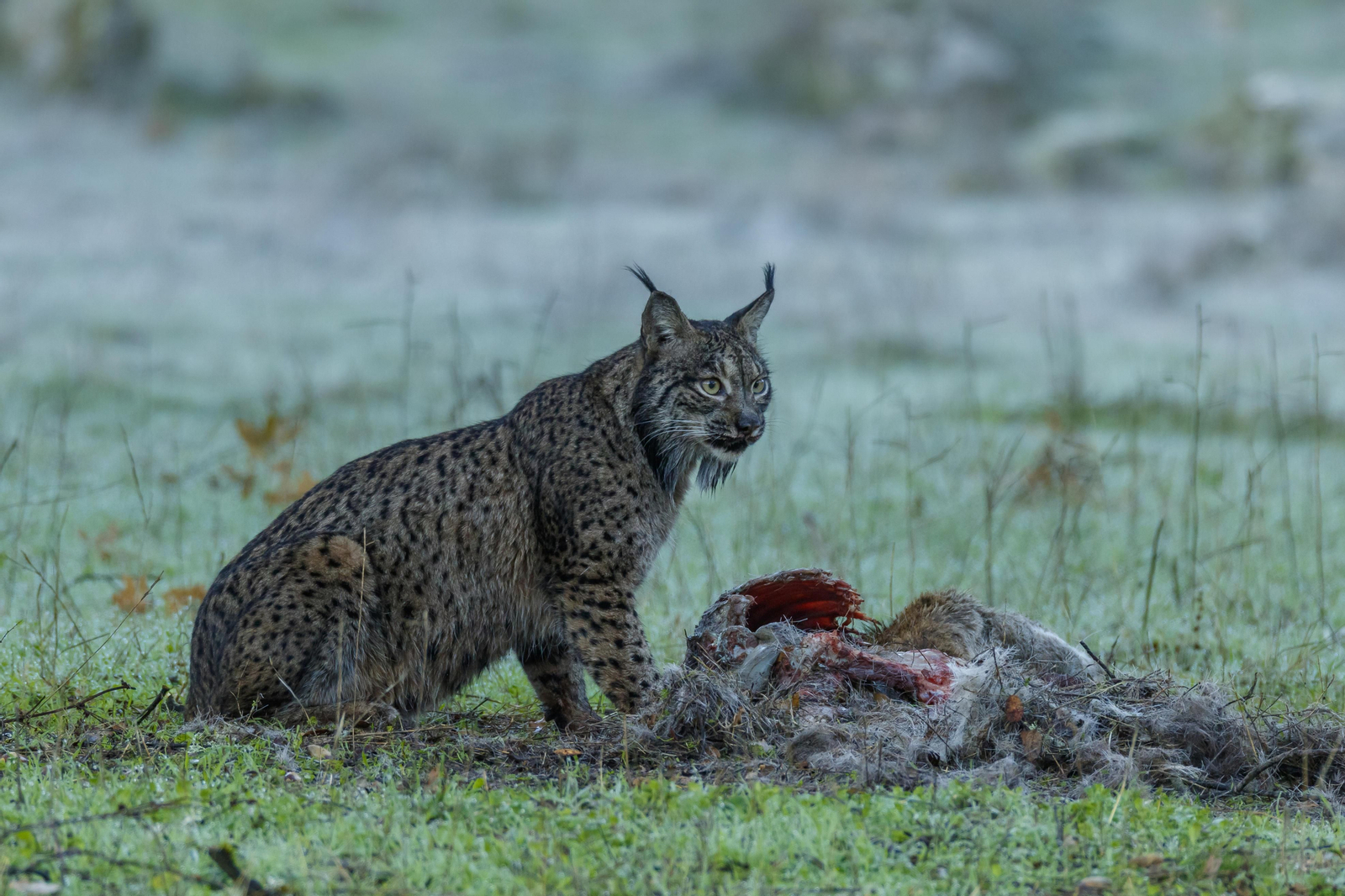 El lince ibérico en su hábitat.