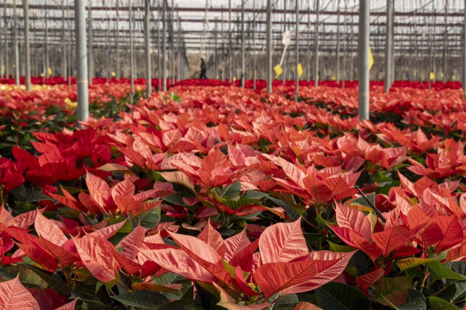 Así son las flores de pascua de SolísPlant, en imágenes