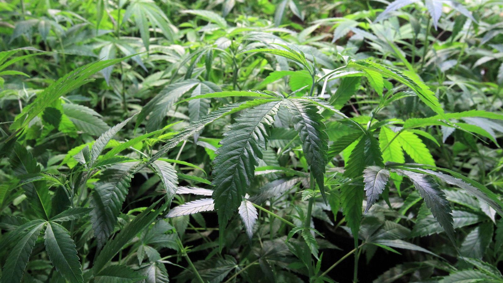 Plantas de marihuana.