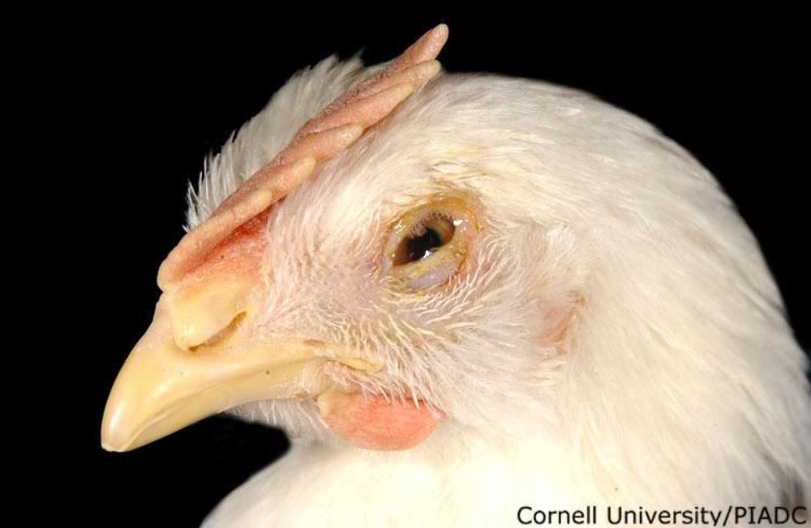 Enfermedad de Newcastle en aves