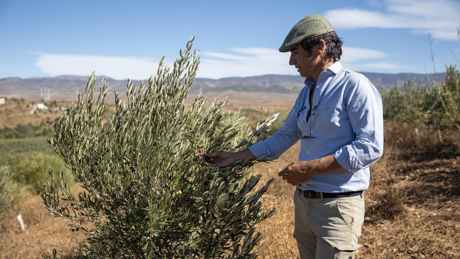 Miguel Gallego, ante uno de los olivos de su finca en Fiñana.