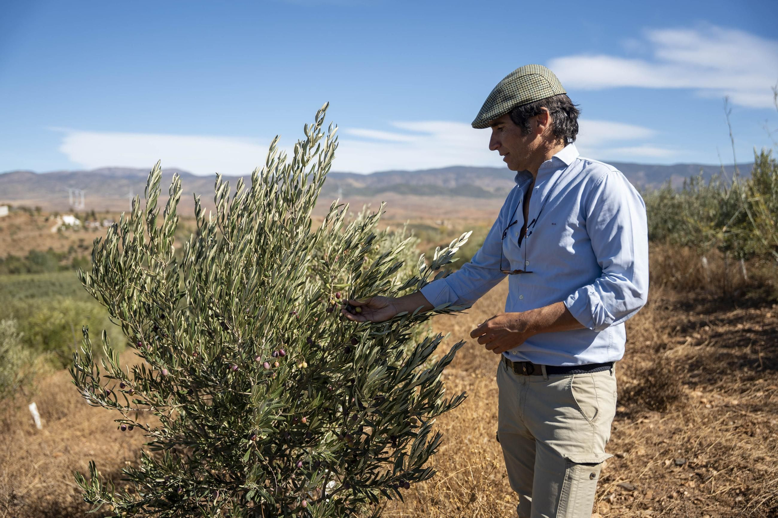 Las imágenes de la campaña recogida de acetuna en Fiñana