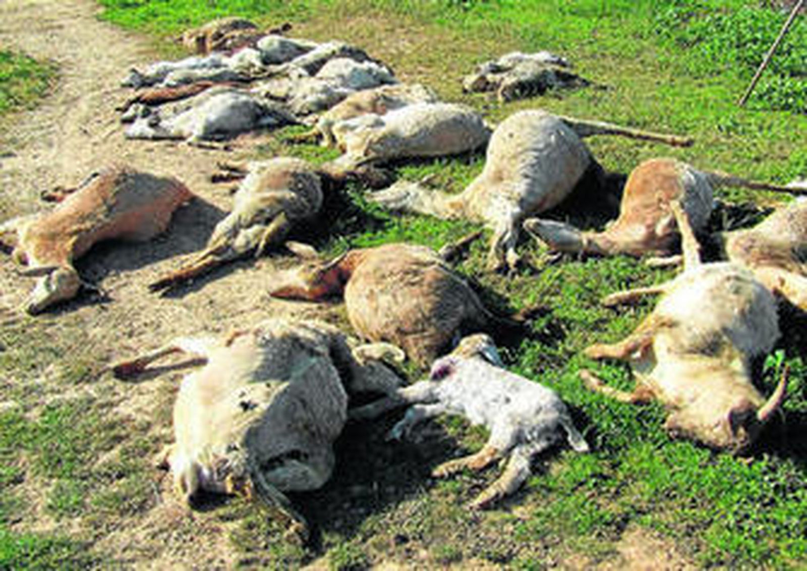 Rebaño de ovejas atacado en un explotación lepera por una jauría de perros.