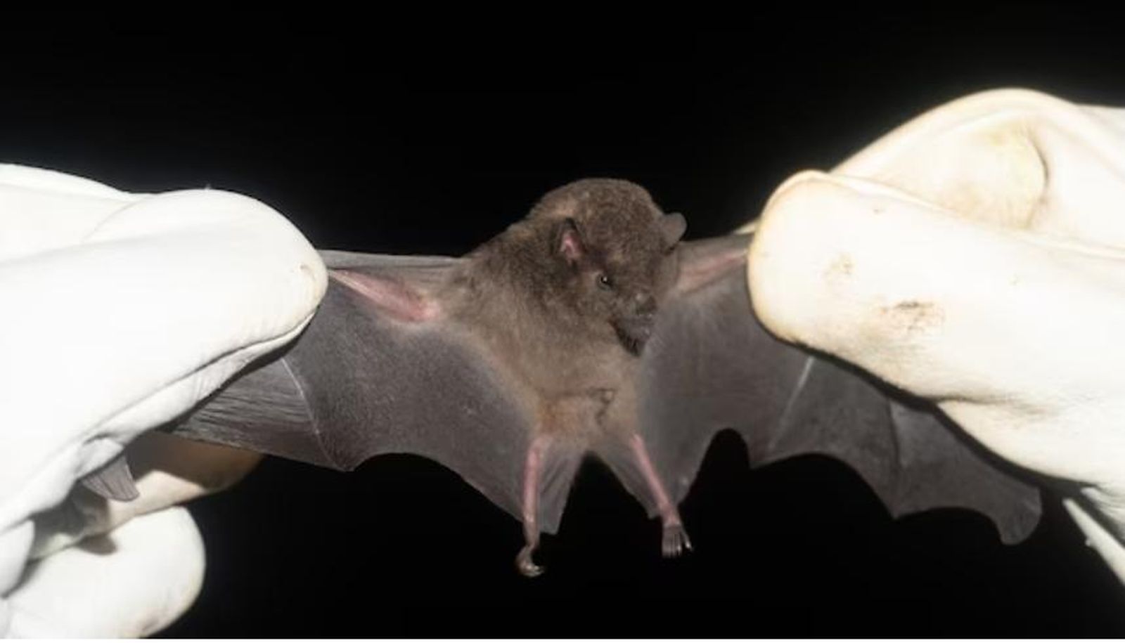 Proyecto Zoonomia: las especies de mamíferos que más ayudarán en el futuro a combatir enfermedades