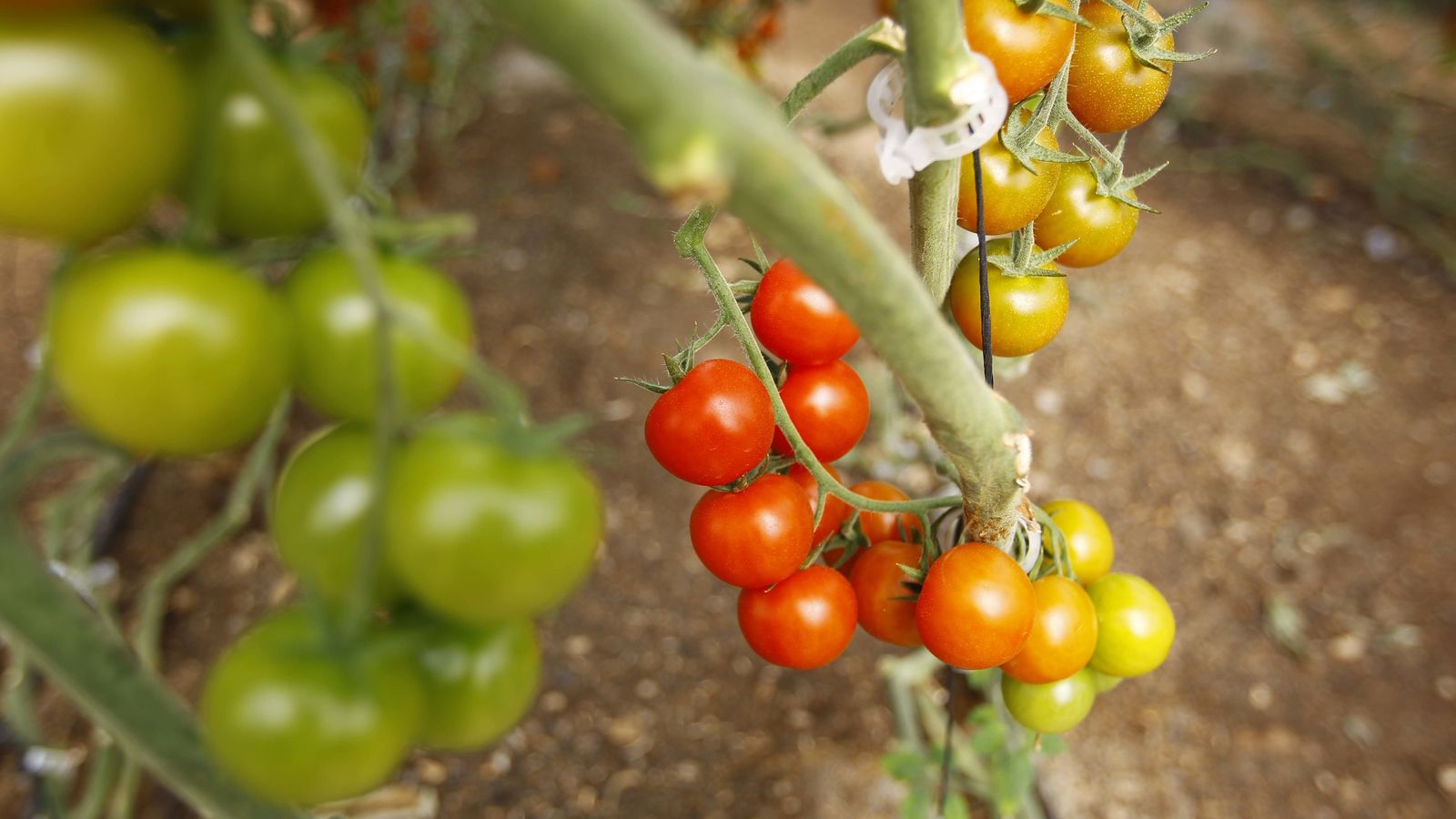 Cultivo de tomates en Almería.