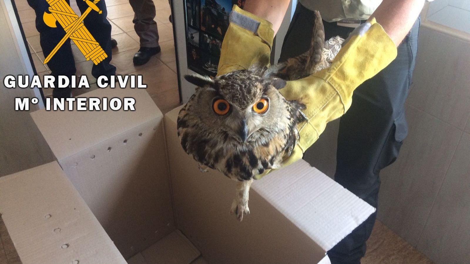 Imagen del Buho Real herido y recuperado por la Guardia Civil
