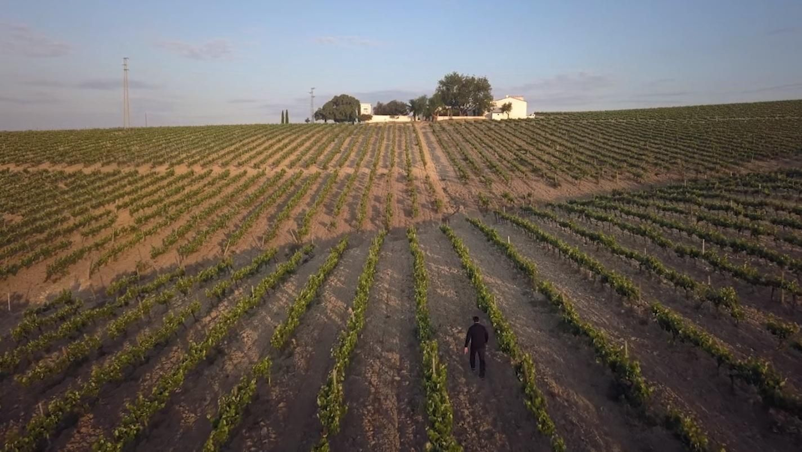 Josep Roca en una viña del Marco.