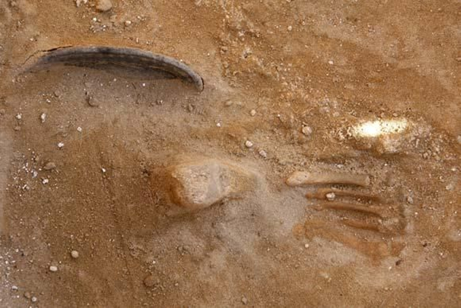 Hallan en Puerto Real una fosa con restos de más de cien fusilados durante la Guerra Civil

Foto: Borja Benjumeda