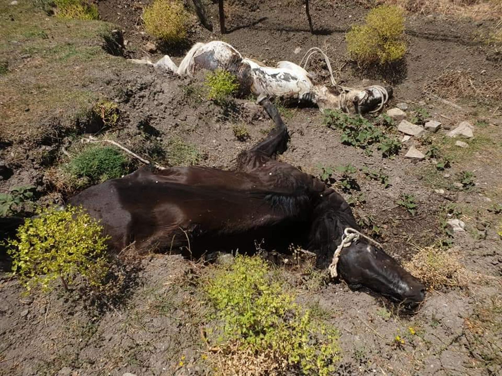 Dos de los caballos muertos que hay en la finca situada en Jimena