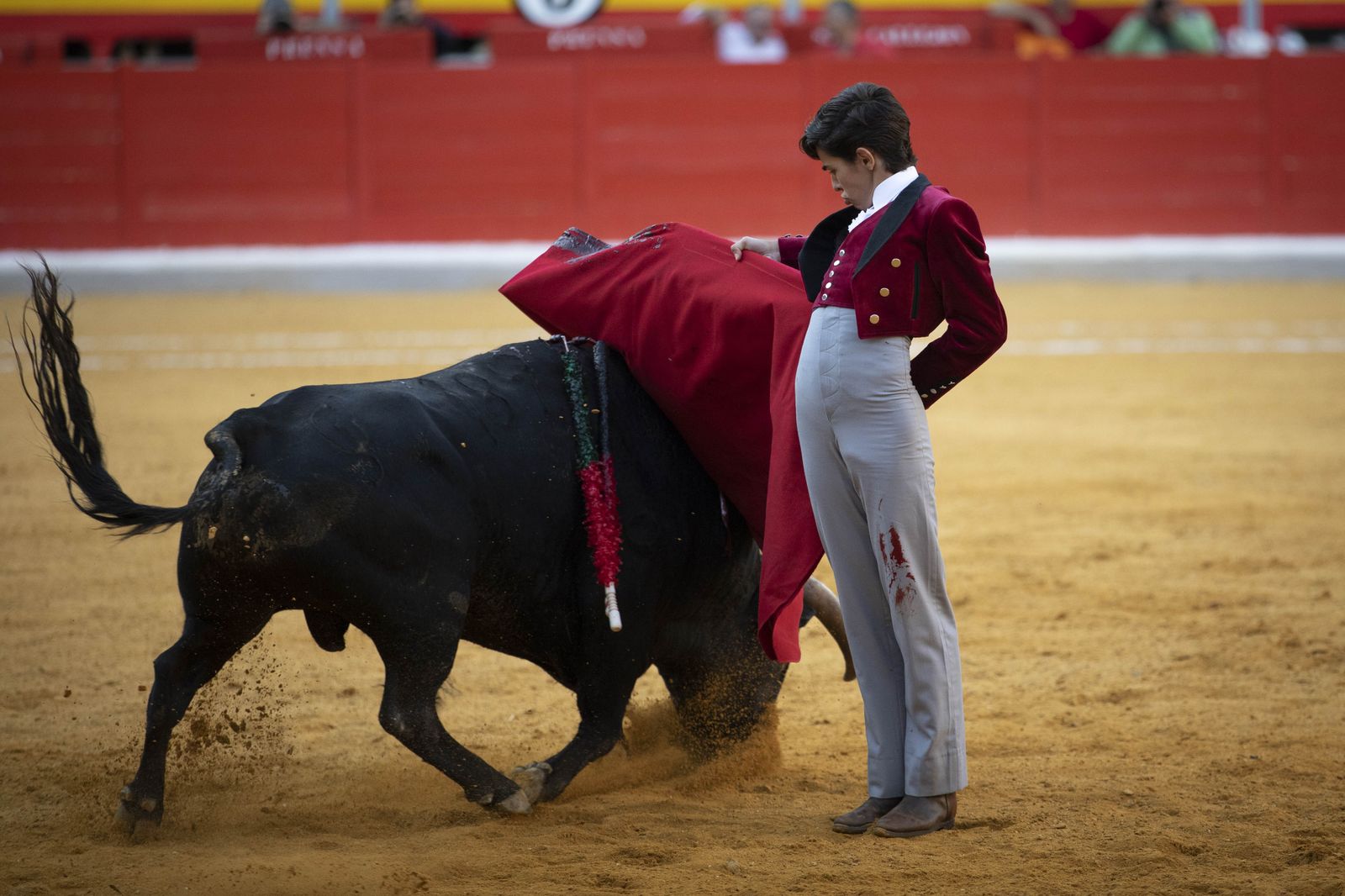 Las mejores imágenes del Festival Taurino en beneficio de Granadadown