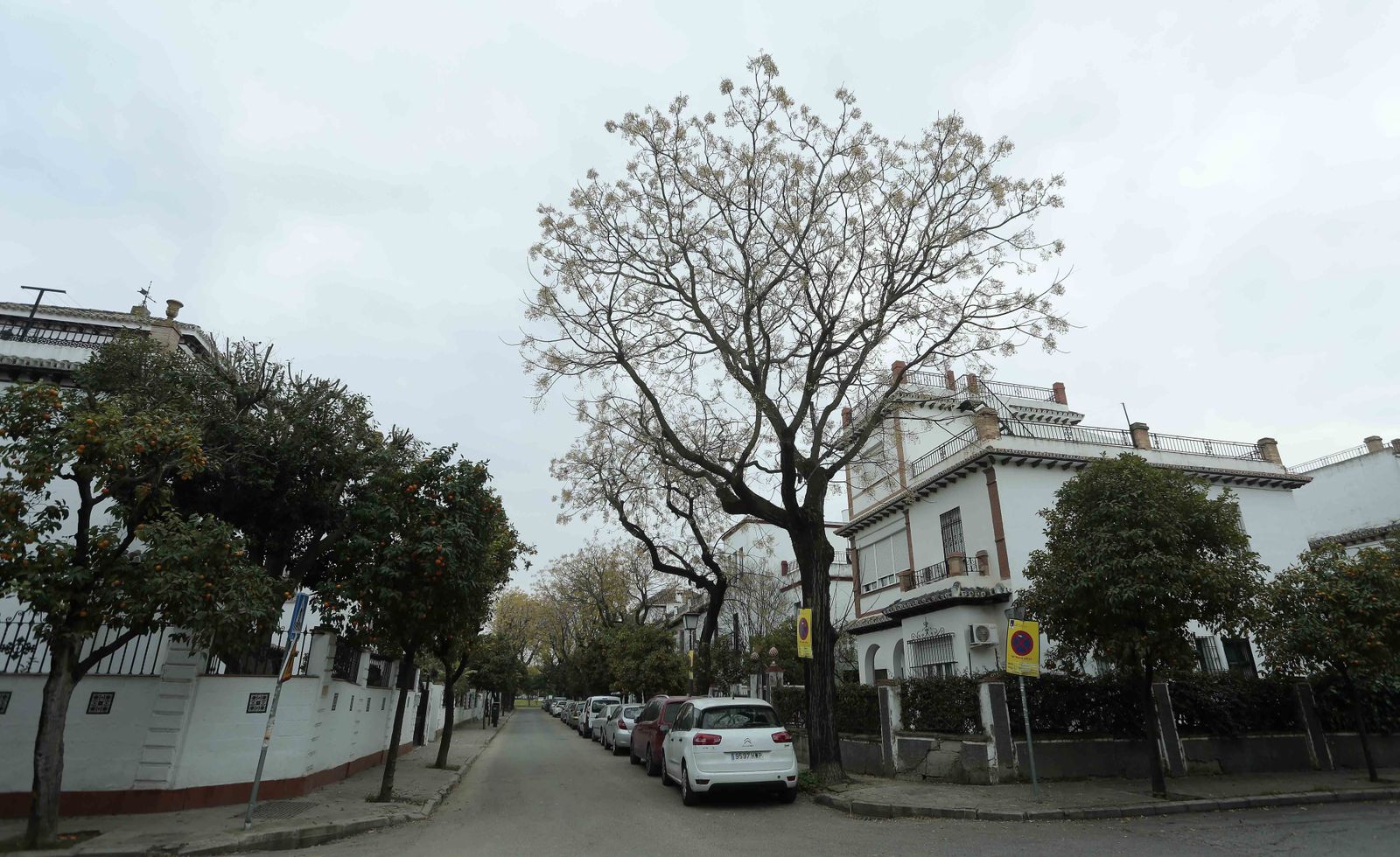 La calle Paraguay, una de las vías donde aún quedan unos pocos árboles de 1929, que conviven con naranjos.