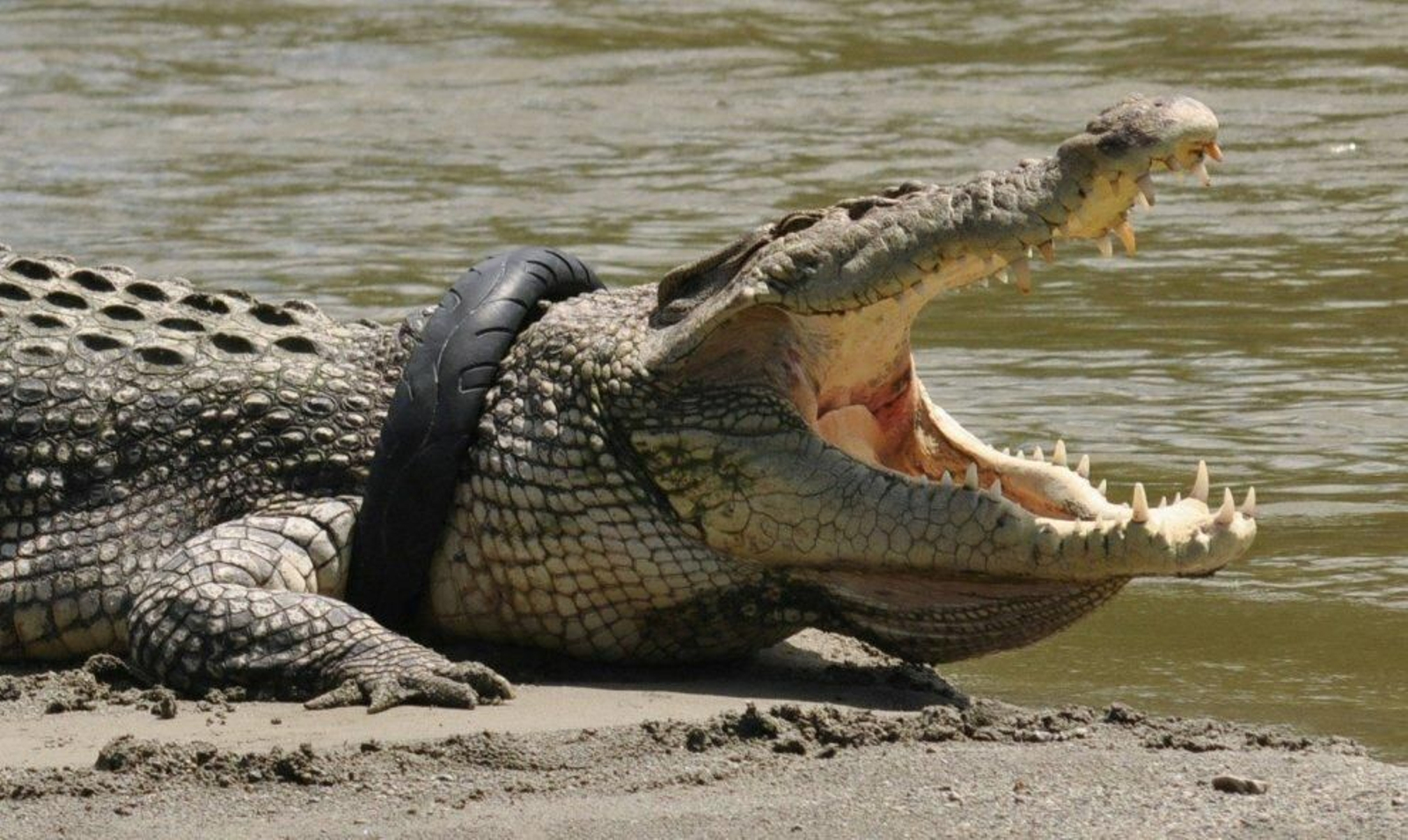 El cocodrilo con el neumático en el cuello