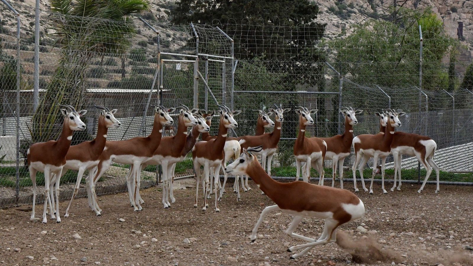 Las gacelas que evitaron la desaparición a los pies de la Alcazaba de Almería.