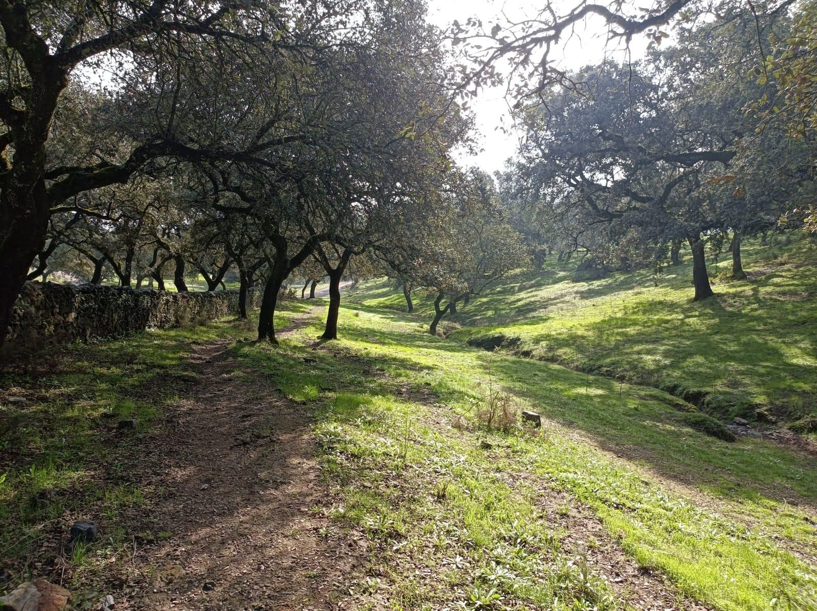 El camino baja primero por una zona pedregosa, pero pronto se suaviza.