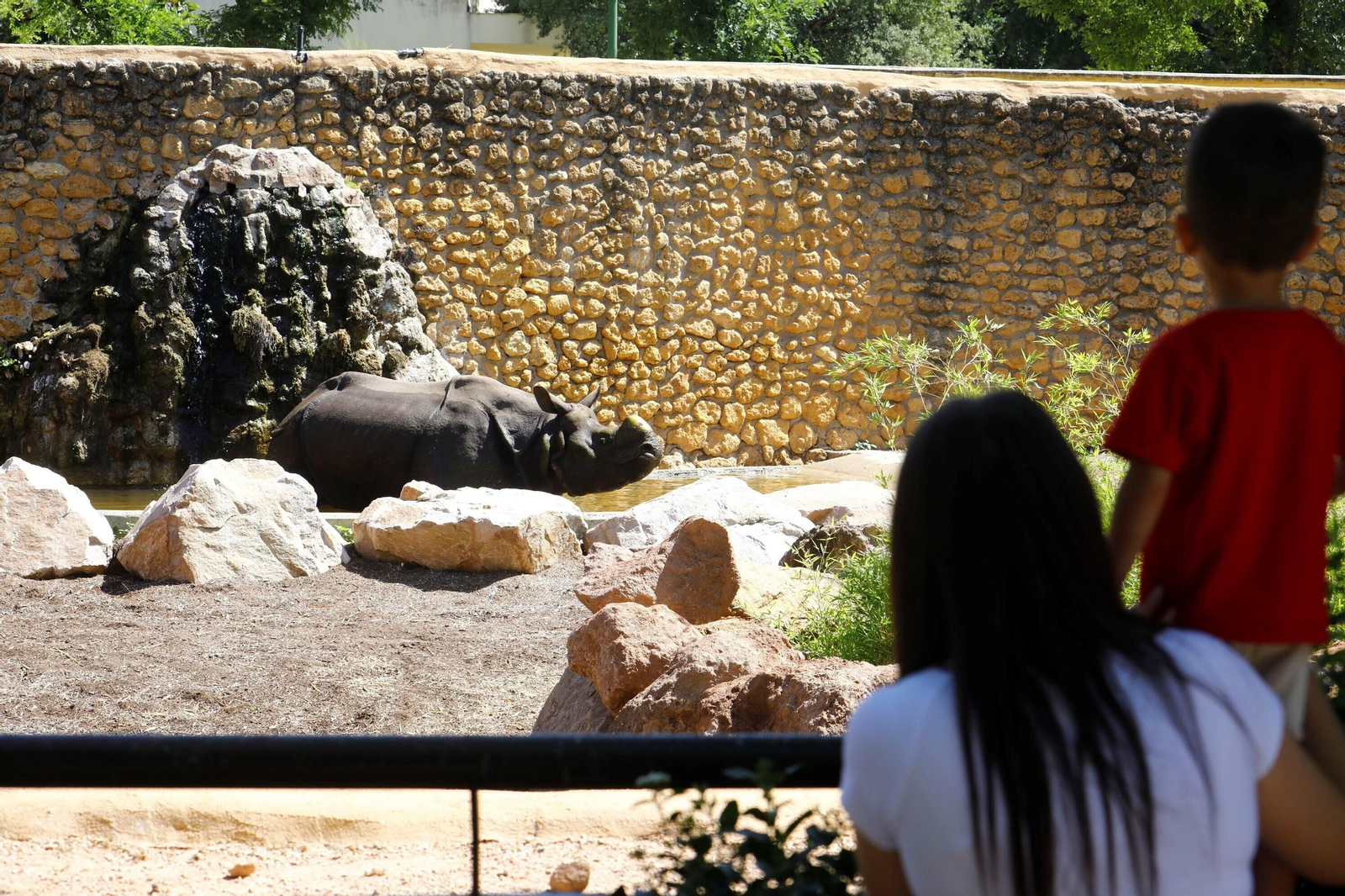 Así es Manas, el rinoceronte indio del Zoo de Córdoba