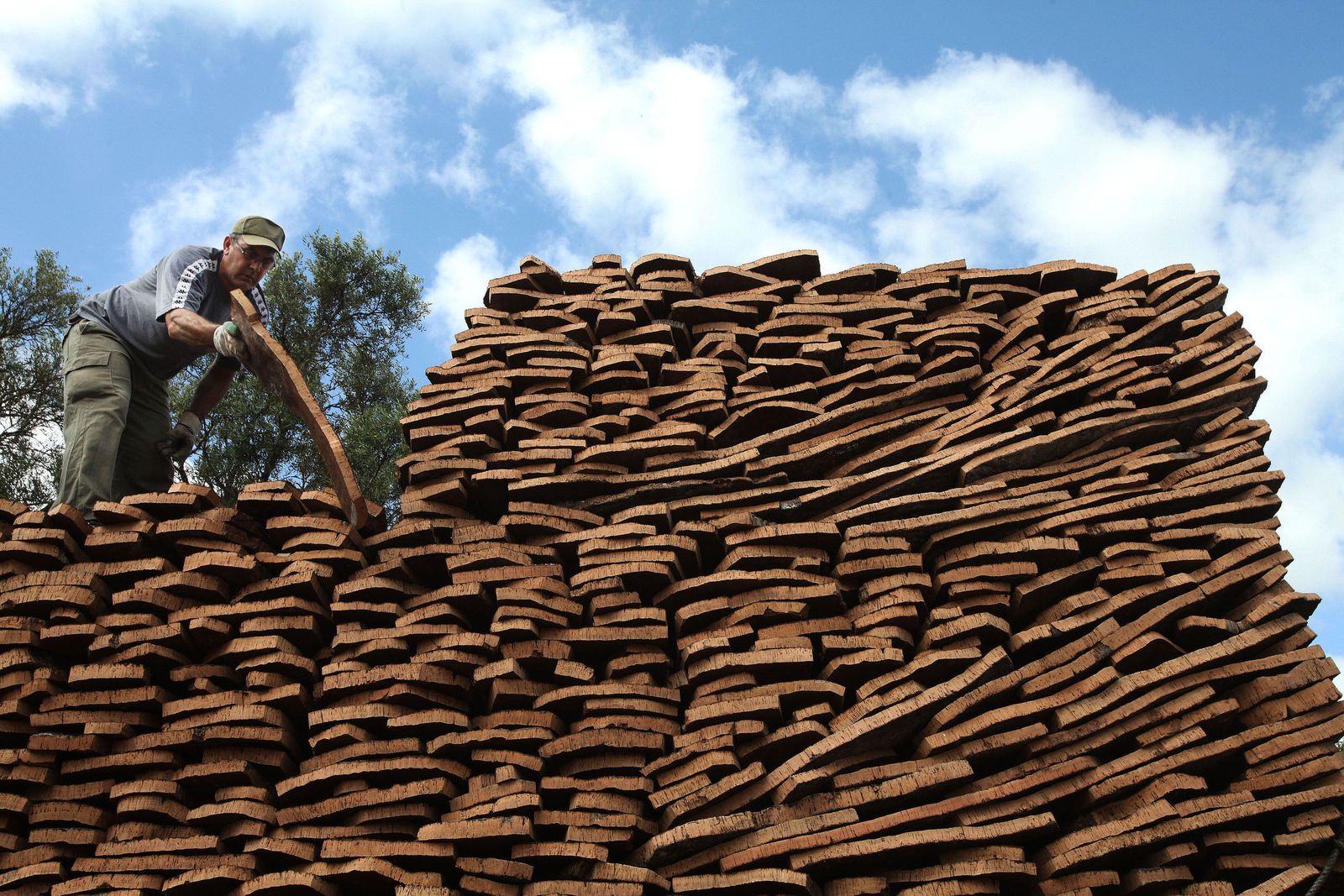 Un trabajador apila las placas de corcho en una explotación de la provincia de Cádiz.