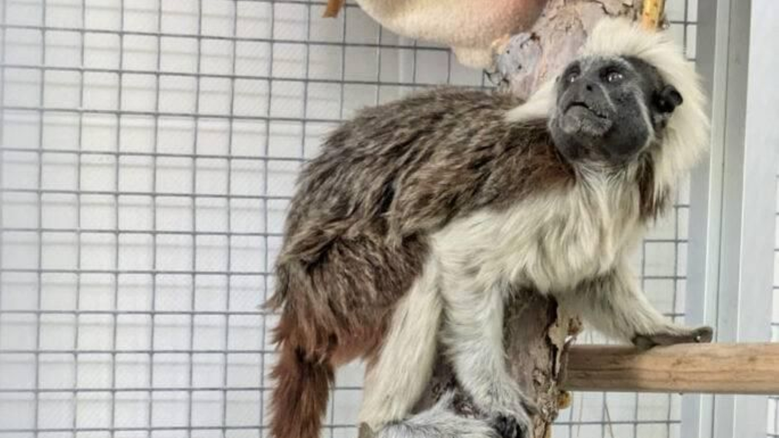 El ejemplar de tamarino algodonoso, en las instalaciones de la fundación AAP.
