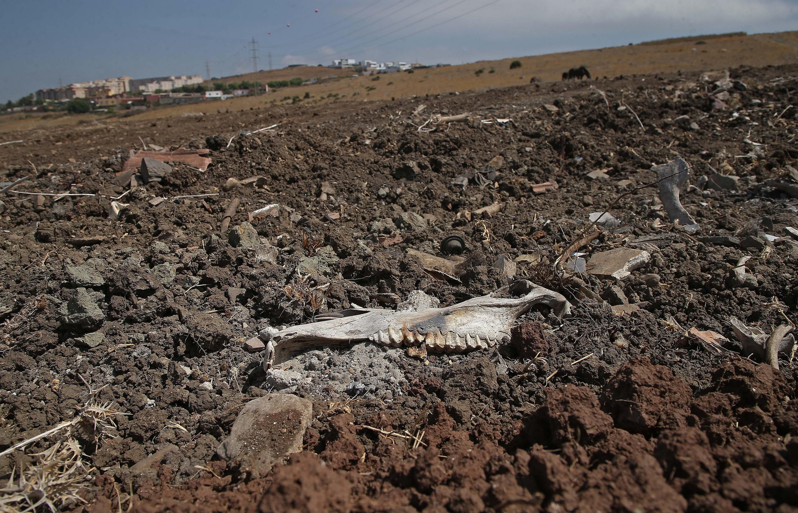 El cementerio ilegal de caballos de Algeciras, en imágenes