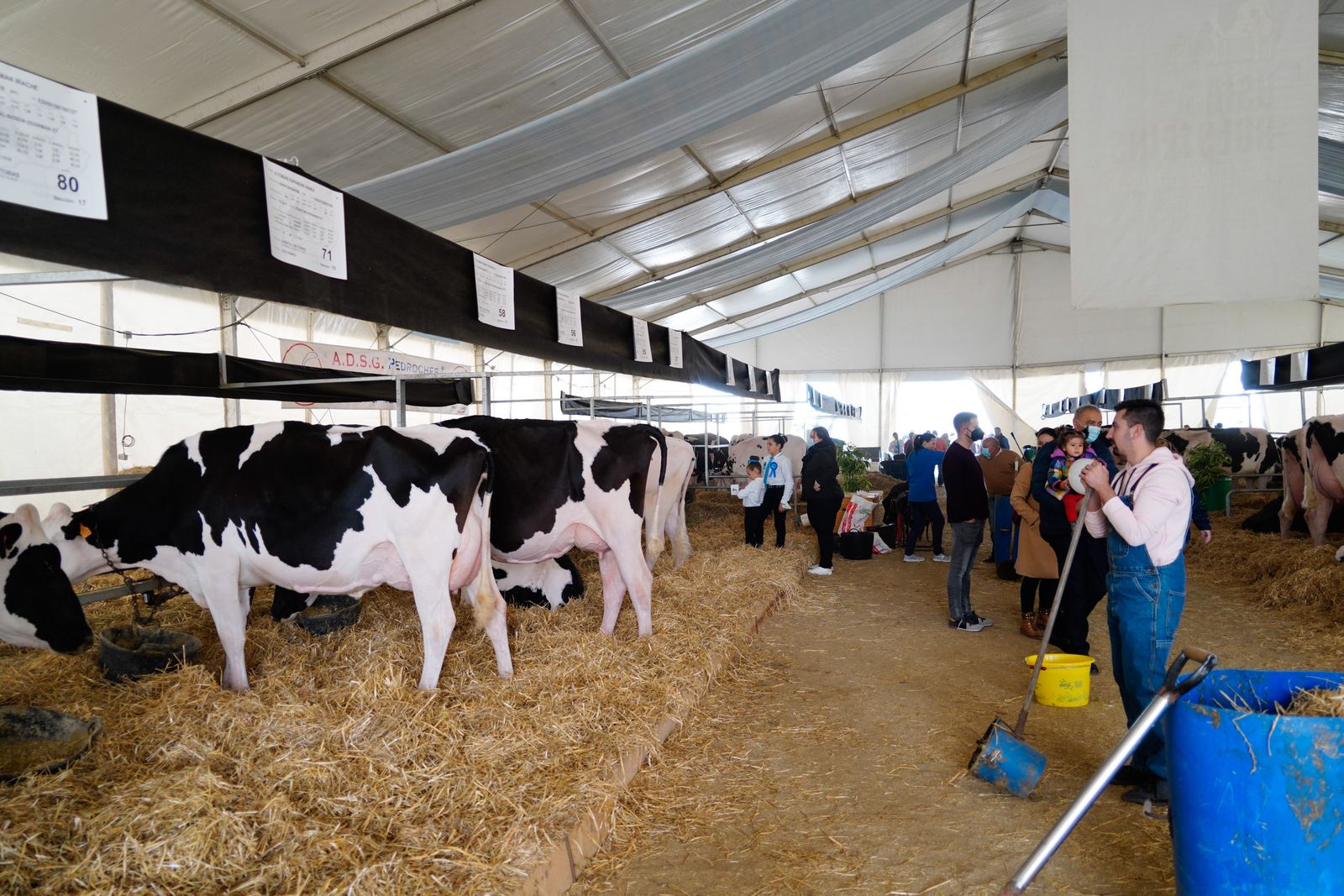La Feria de Ganado Frisón Usías Holsteins de Dos Torres, en fotografías